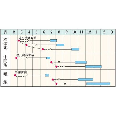 画像2: 送料無料　[キャベツ]　ネオルビーSP　150粒　タキイ種苗(株)　DF