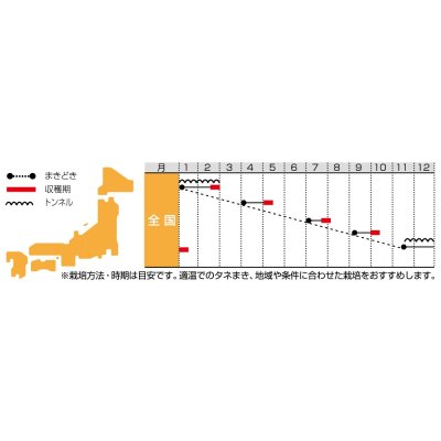 画像2: 送料無料　[レタス]　ベビーサラダミックス　約2500粒　(株)サカタのタネ　実咲300（003037）