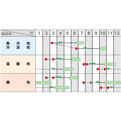 画像2: 送料無料　[キャベツ]　金系201号　ペレット　100粒　(株)サカタのタネ　実咲PRO