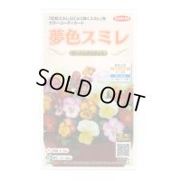 送料無料　花の種　パンジー　夢色スミレ　モーニングスマイル　約50粒　(株)サカタのタネ　実咲500（105173）