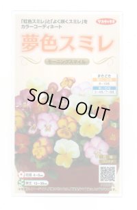 送料無料　花の種　パンジー　夢色スミレ　モーニングスマイル　約50粒　(株)サカタのタネ　実咲500（105173）