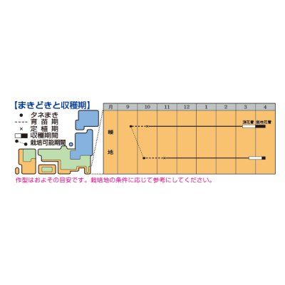 画像2: 送料無料　[ブロッコリー]　チャレンジャーSP　2,000粒　タキイ種苗(株)