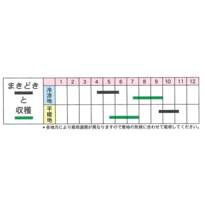 画像2: [そら豆]　お多福　1L　丸種種苗（株）