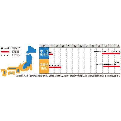 画像2: 送料無料　[ほうれんそう]　サラダほうれん草　ディンプル　約750粒　(株)サカタのタネ　実咲200（003006）