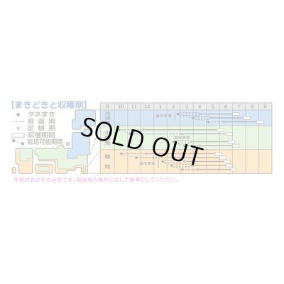 画像3: 送料無料　[キャベツ]　YR天空　約150粒　タキイ種苗（株）　DF