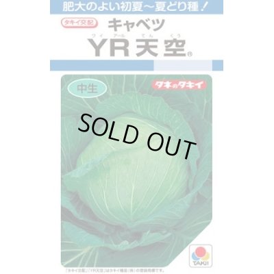 画像1: 送料無料　[キャベツ]　YR天空　約150粒　タキイ種苗（株）　DF