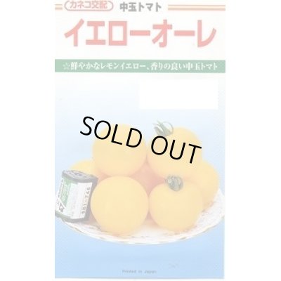 画像1: 送料無料　[トマト/中玉トマト]　イエローオーレ　100粒　カネコ交配