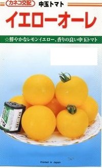 送料無料　[トマト/中玉トマト]　イエローオーレ　1000粒　カネコ交配