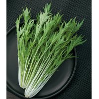 送料無料　[葉物]　水菜　都むすめ　2DL　タキイ種苗(株)　