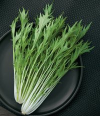 送料無料　[葉物]　水菜　都むすめ　2DL　タキイ種苗(株)　