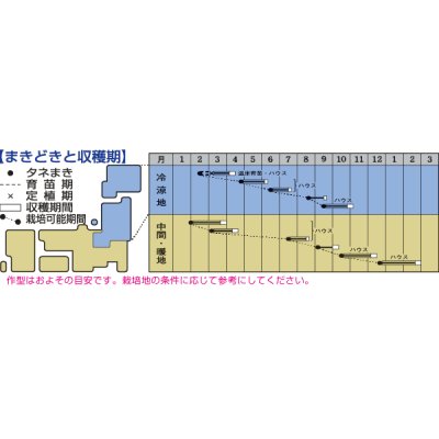 画像2: 送料無料　[葉物]　水菜　都むすめ　20ml　タキイ種苗(株)　