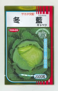 送料無料　[キャベツ]　冬藍　2000粒　（株）サカタのタネ