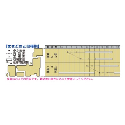 画像2: 送料無料　[トマト/ミニトマト]　千恋　1000粒　タキイ種苗（株）