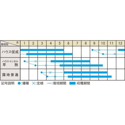 画像3: 送料無料　[ゴーヤ]　円福　6粒　（株）大和農園