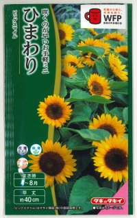 送料無料　花の種　ひまわり　ビッグスマイル(約15粒)　タキイ種苗(株)　NL300