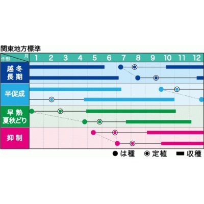 画像2: 送料無料　[トマト/ミニトマト]　ミニトマト　ラブリーさくら　100粒　ヴィルモランみかど