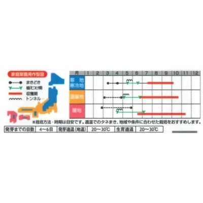 画像3: 送料無料　[トマト/ミニトマト]　レジナミックス　約75粒 (株)サカタのタネ 実咲350（107809）