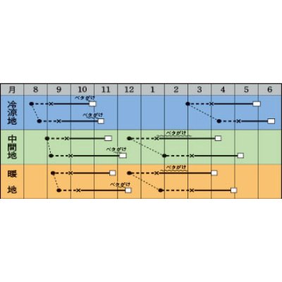 画像2: 送料無料　[レタス]　Dブロウ　ペレット5千粒　タキイ種苗(株)