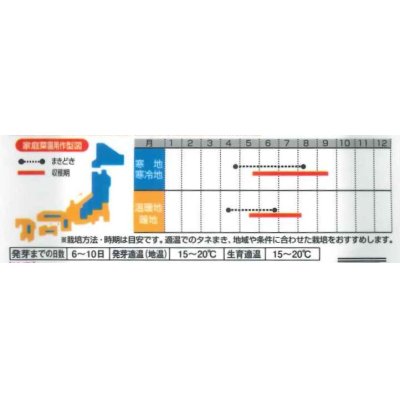 画像4: [ほうれんそう]　ブライトンスパーク　3万粒　種子サイズ：M（株）サカタのタネ