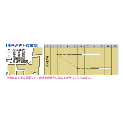 画像2: 送料無料　[トマト/桃太郎系]桃太郎みなみ　2L　PL　1000粒　タキイ種苗(株)