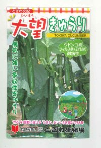 送料無料　[キュウリ]　大望　20粒　(株)ときわ研究場