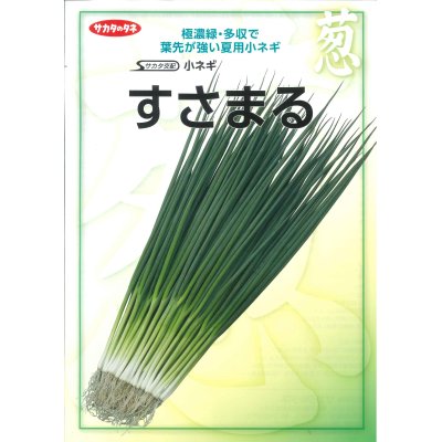 画像2: 送料無料　[ねぎ]　小ねぎ　すさまる　　20ml （約3200粒）（株）サカタのタネ