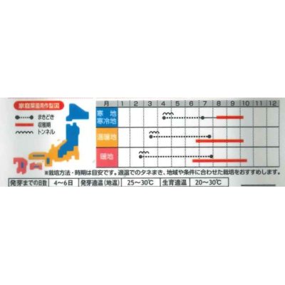 画像3: 送料無料　[とうもろこし]　ゴールドバンタム　20ml(約50粒)　（株）サカタのタネ 実咲350（104070）