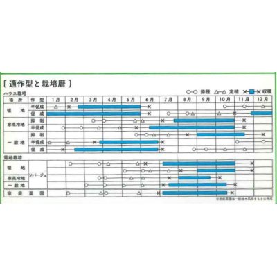 画像2: [トマト/マウロの地中海ミニトマト]　ロッソアモーレ　8粒　パイオニアエコサイエ ンス　サナテックシード（株）