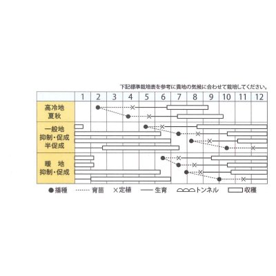 画像3: 送料無料　[トマト/ミニトマト]　ミニトマト　なつめっ娘クリスピー　10粒　丸種（株）