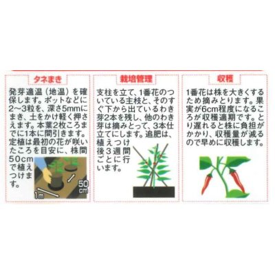 画像2: 送料無料　[トウガラシ]　羅辛　12粒　（株）サカタのタネ　実咲450（107808）