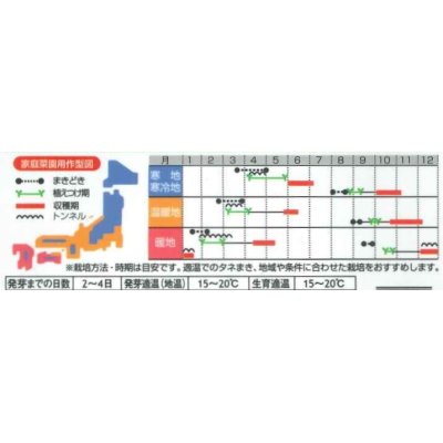 画像3: 送料無料　[レタス]　リバーグリーン　0.7ml（約200粒）（株）サカタのタネ　実咲350