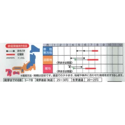 画像3: 送料無料　[枝豆]　早生超多収枝豆　30ml（約60粒）（株）サカタのタネ実咲350（107806）