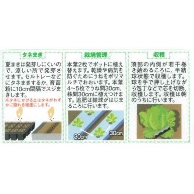 画像2: 送料無料　[レタス]　リバーグリーン　0.7ml（約200粒）（株）サカタのタネ　実咲350