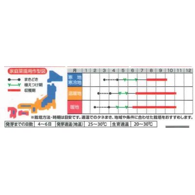 画像3: 送料無料　[トウガラシ]　甘とうジャンボ　　0.5ml（約25粒）　（株）サカタのタネ　実咲450（003729）