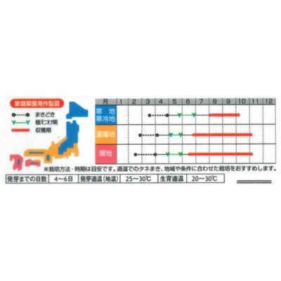 画像3: 送料無料　[トウガラシ]　羅辛　12粒　（株）サカタのタネ　実咲450（107808）