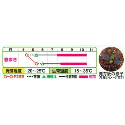 画像3: 送料無料　花の種　とうがらし（観賞用）オニキスレッド　10粒　タキイ種苗（株）NL400