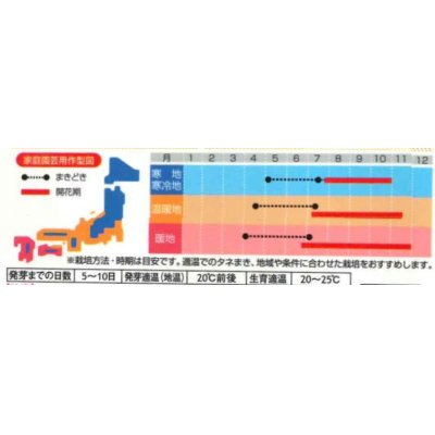 画像2: 送料無料　花の種　コスモス　センセーションミックス　約90粒　（株）サカタのタネ　実咲200（026328）