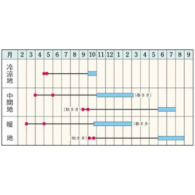 画像2: 送料無料　[牛蒡]　柳川理想　1dl　タキイ種苗　