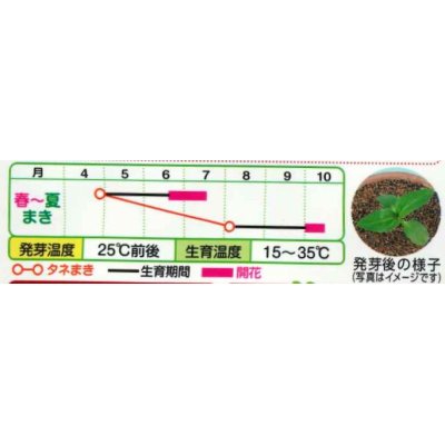 画像3: 送料無料　花の種　ひまわり　F1サンリッチマロンLD　3ml   タキイ種苗（株）　NL300　