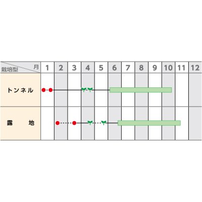 画像3: 送料無料　[なす]　飛天長　約60粒　(株)サカタのタネ　実咲550（002833）