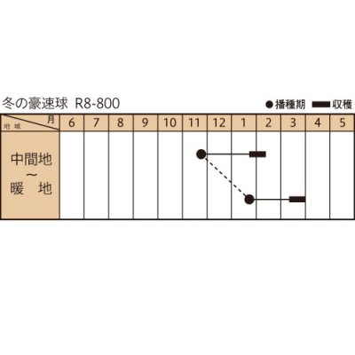 画像3: 送料無料　[小松菜]　冬の豪速球　M4万粒　トキタ種苗(株)