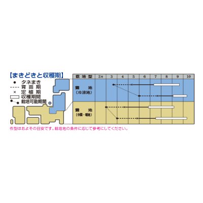 画像2: 送料無料　[トマト/桃太郎系]　ホーム桃太郎　1000粒　タキイ種苗(株)