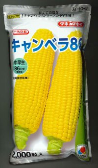 [とうもろこし]　キャンベラ86　2000粒　タキイ種苗