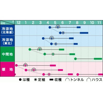 画像3: 送料無料　[かぼちゃ]　くりゆたかDX　500粒　ヴィルモランみかど