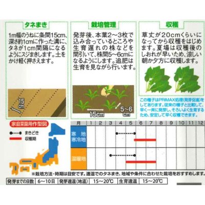 画像2: [ほうれんそう]　サラダほうれんそう（トリトン）　約900粒（株）サカタのタネ　実咲350（003732）