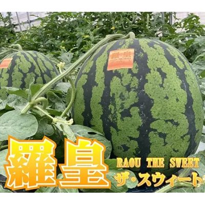 画像1: 送料無料　[スイカ]　大玉スイカ　羅皇ザ・スイート　5粒　ナント種苗(株)