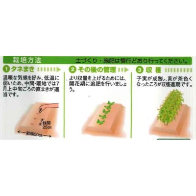 画像2: 送料無料　[豆類]　丹波大納言小豆（アズキ）　30ml（約90粒）　タキイ種苗（株）GF