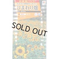 送料無料　花の種　お徳用パック！ひまわり畑　大輪一重咲黄色　タキイ種苗(株)