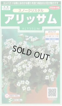 送料無料　花の種　アリッサム　スノークリスタル　約43粒　　(株)サカタのタネ　実咲250（026216）