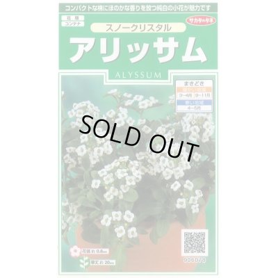 画像1: 送料無料　花の種　アリッサム　スノークリスタル　約43粒　　(株)サカタのタネ　実咲250（026216）